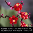 FLOR DE CIRUELO