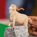 CABRA DE ANGORA