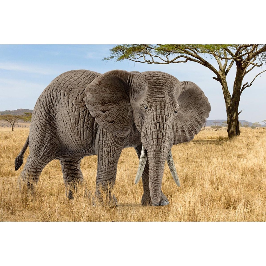 ELEFANTE AFRICANO HEMBRA