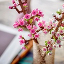FLORES DE CEREZO