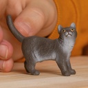 GATO BRITANICO PELO CORTO