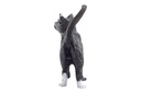 GATO DE PIE
