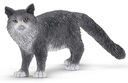 GATO MAINE COON
