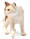 GATO PELO CORTO AMERICANO