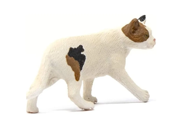 GATO PELO CORTO AMERICANO