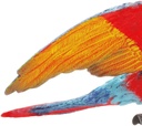 GUACAMAYO