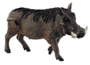 JABALI FACOCHERO