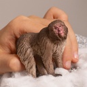 MACACO JAPONES