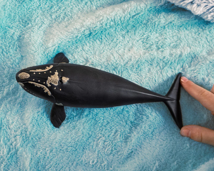 BALLENA FRANCA GLACIAL