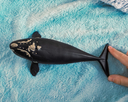 BALLENA FRANCA GLACIAL