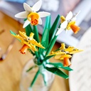 NARCISOS