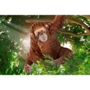 ORANGUTAN HEMBRA