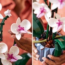 ORQUIDEAS