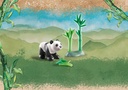 PANDA JOVEN