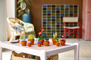 PLANTAS DIMINUTAS