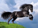 PUZ. 500 CABALLO NEGRO