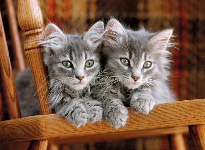 PUZ. 500 KITTENS