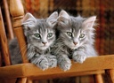 PUZ. 500 KITTENS