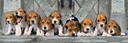 PUZ.1000 BEAGLES-PANORAMA