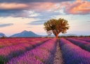 PUZ.1000 CAMPOS DE LAVANDA