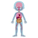 PUZZLE EDUC. CUERPO HUMANO