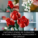 RAMO DE ROSAS
