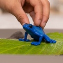RANA FLECHA AZUL
