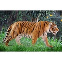 TIGRE