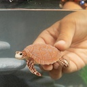TORTUGA CAREY