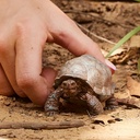 TORTUGA GIGANTE