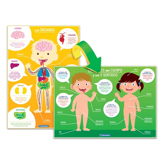 APRENDE EL CUERPO HUMANO