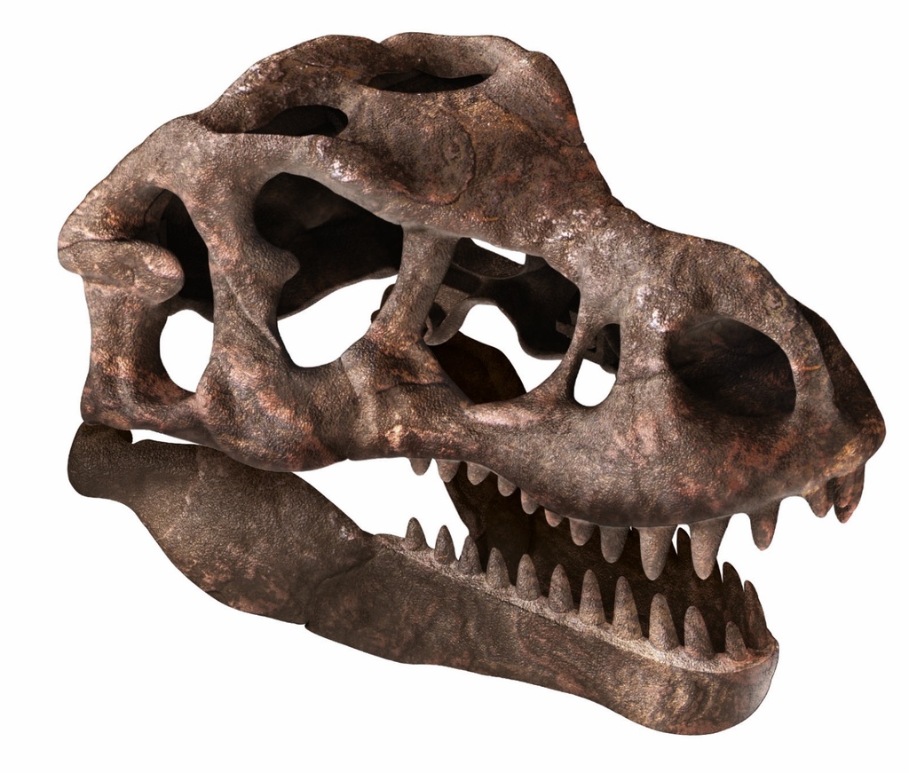 ARQUEOJUGANDO CRANEO T-REX