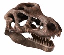 ARQUEOJUGANDO CRANEO T-REX