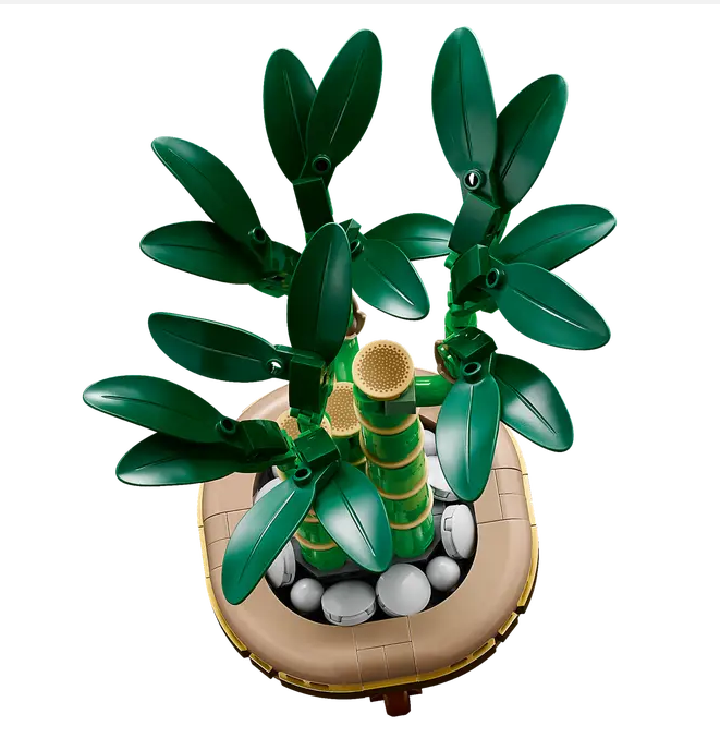 BAMBU DE LA SUERTE