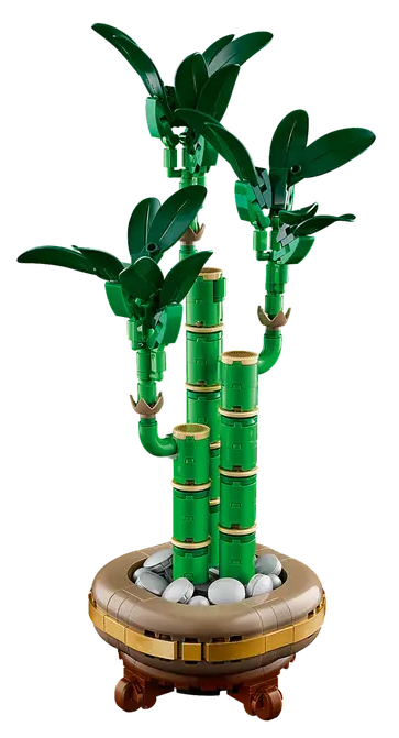 BAMBU DE LA SUERTE