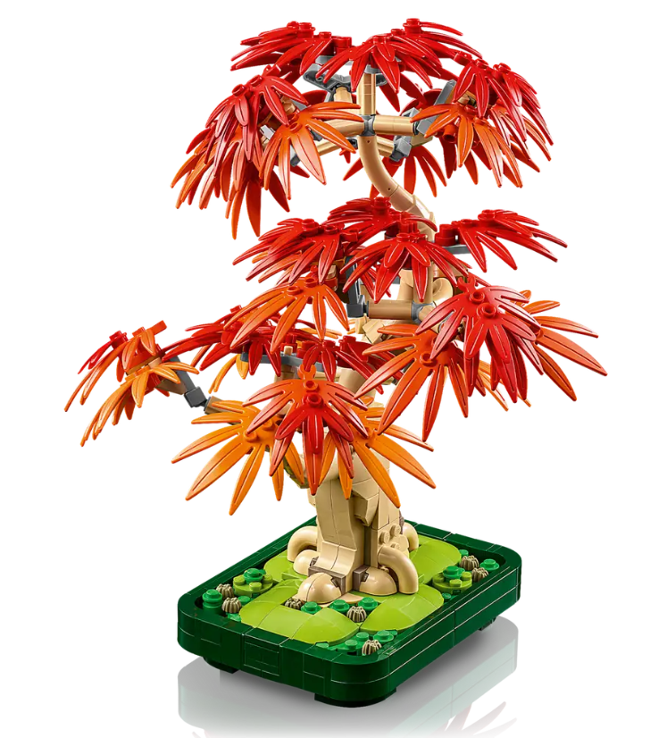 BONSAI ARCE ROJO JAPONES