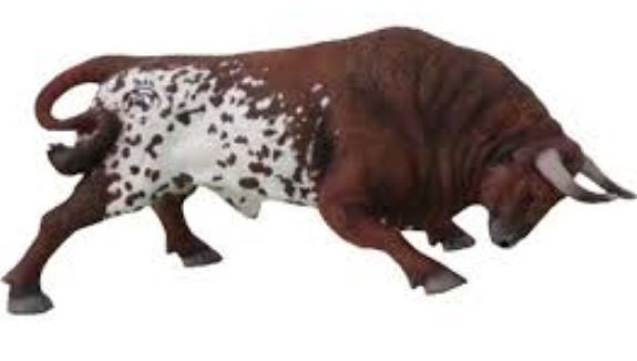 TORO SALINERO EMBISTIENDO