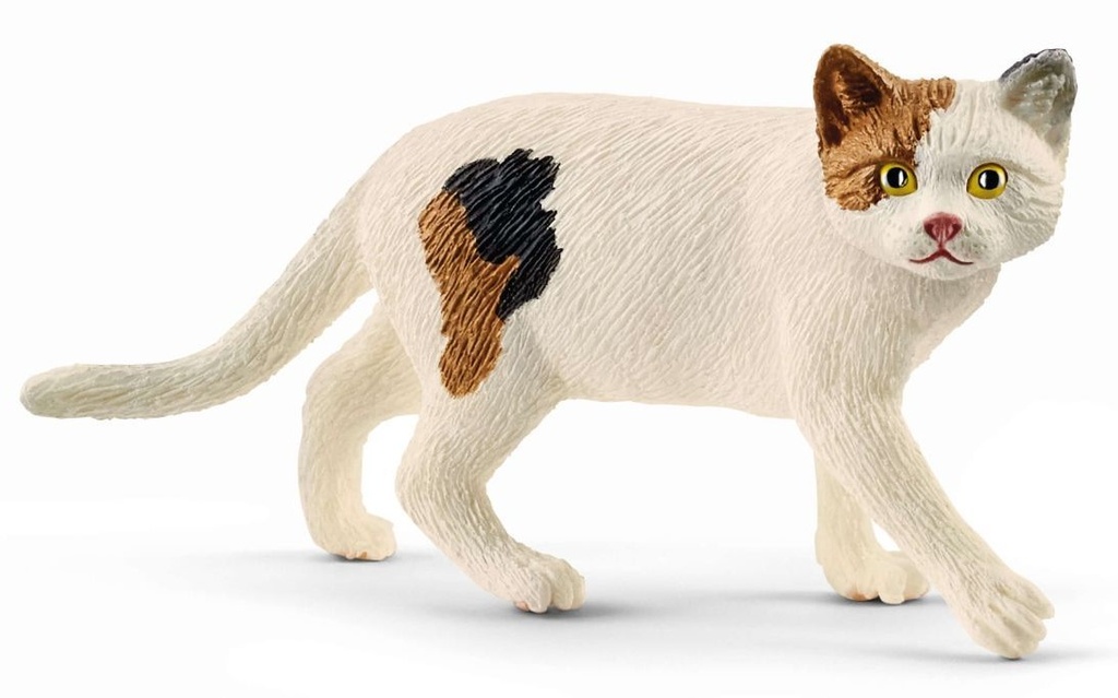 GATO PELO CORTO AMERICANO