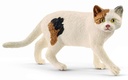GATO PELO CORTO AMERICANO