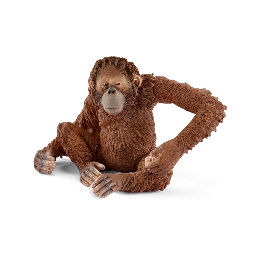 ORANGUTAN HEMBRA