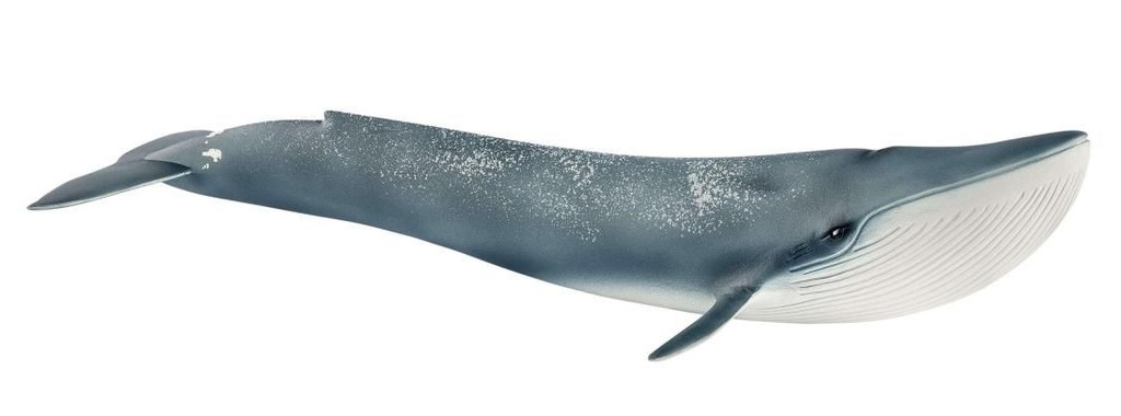 BALLENA AZUL