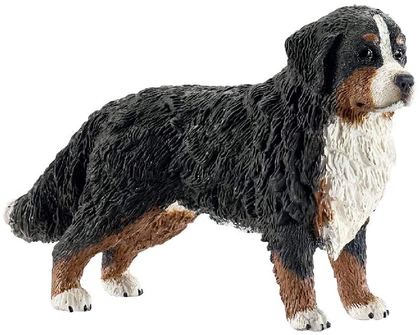 PERRO BERNES HEMBRA