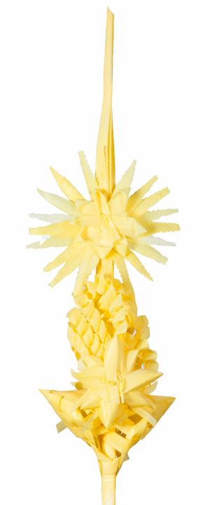 PALMA BLANCA 2