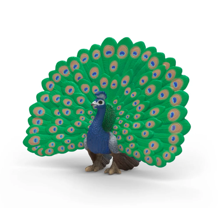 PAVO REAL