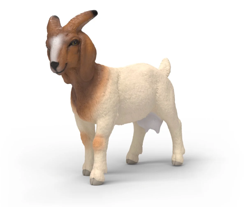 CABRA BOER