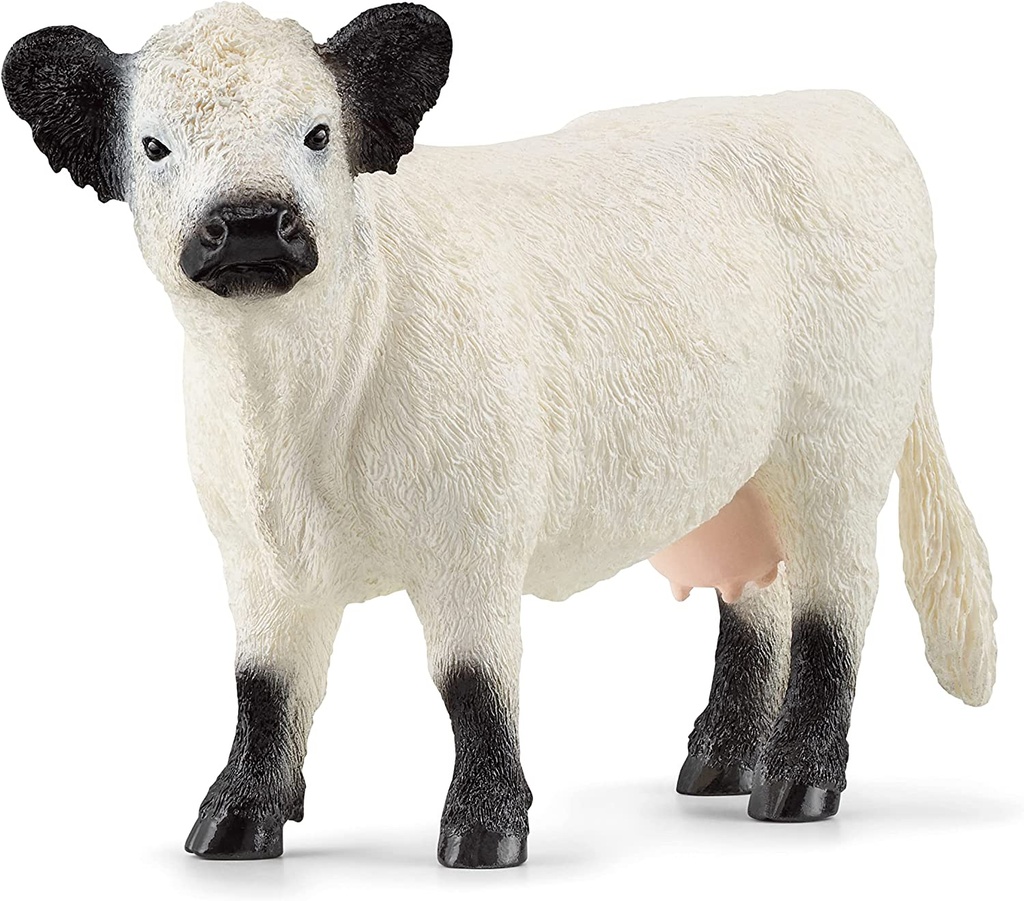 VACA GALLOWAY