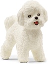 BICHON FRISE