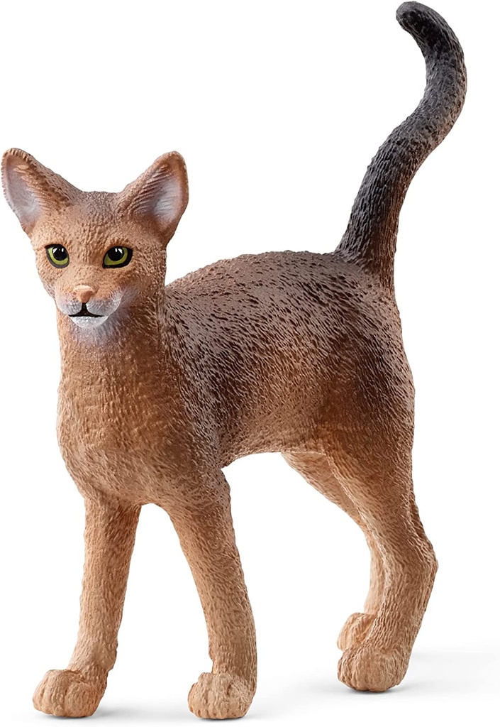 GATO ABISINIO