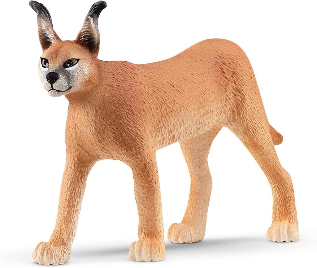 CARACAL HEMBRA