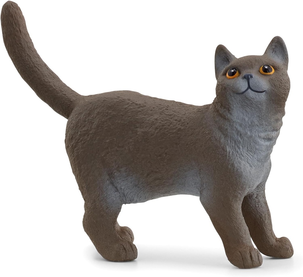 GATO BRITANICO PELO CORTO